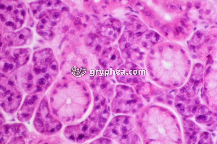 Glande salivaire x160 - gryphea.org